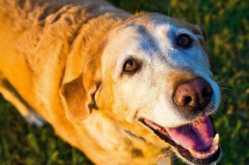 cropped-cropped-cropped-cropped-old-dog-1582205_1280-1.jpg