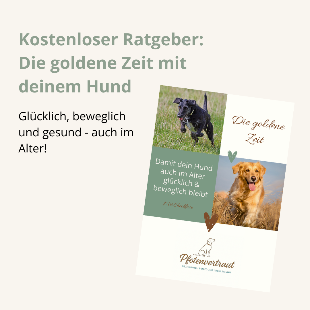 Kostenloser Ratgeber Seniorhunde