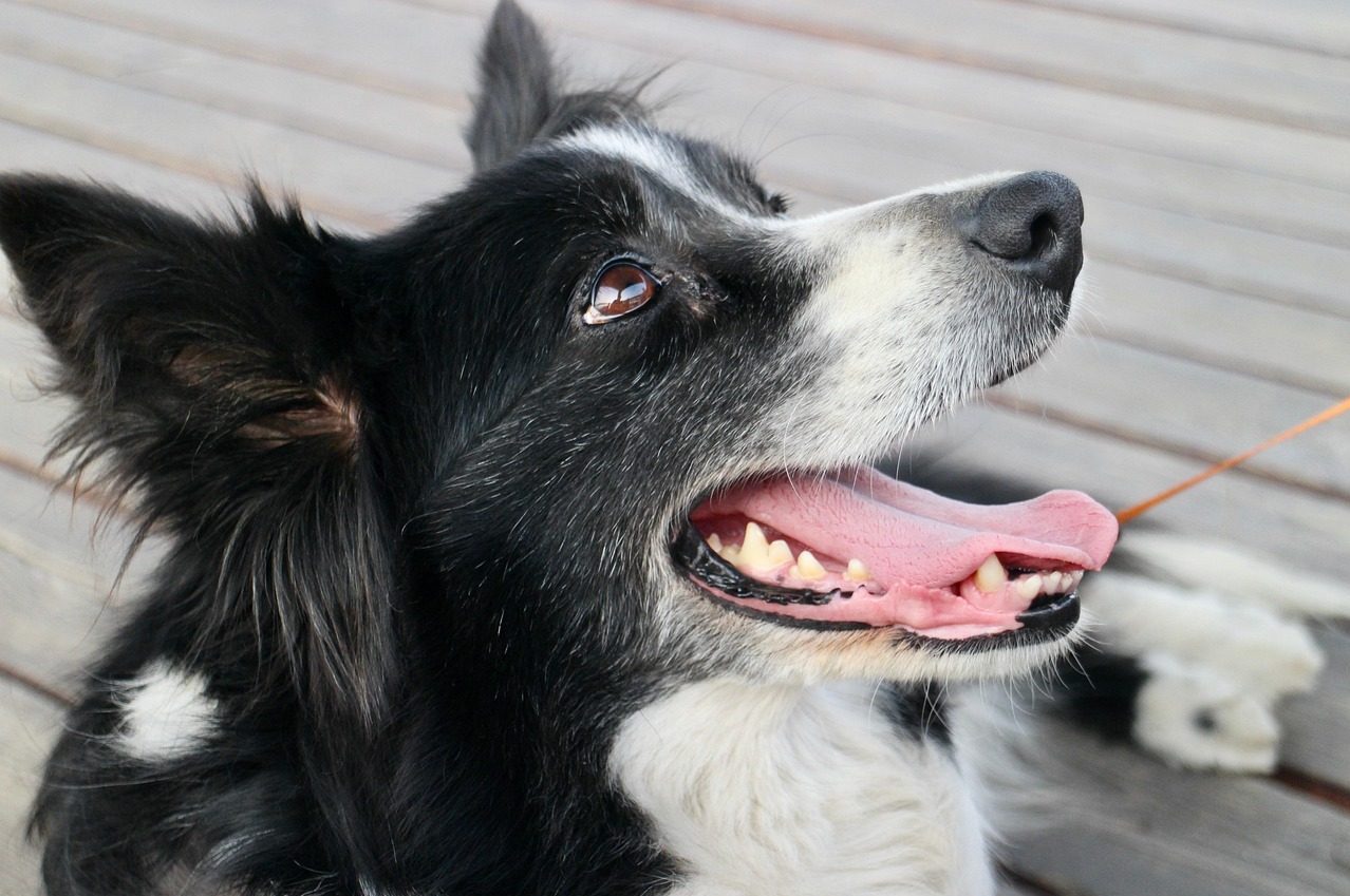 Seniorpfoten - Unterstützung für ältere Hunde Seniorpfoten - Unterstützung für ältere Hunde