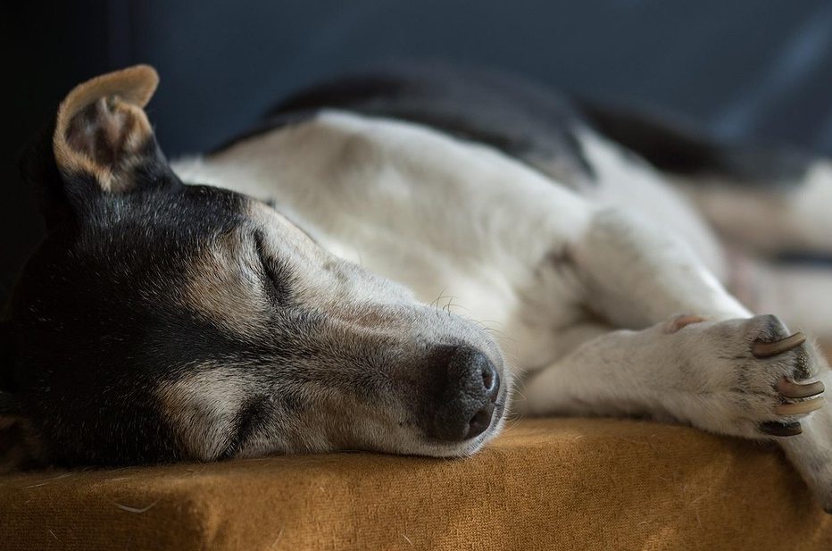 Kleiner älterer Hund schläft nach Bewegungsgruppe“ Kleiner älterer Hund schläft nach Bewegungsgruppe“